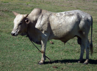 Bull with dermatophilosis © J.Casal, IRTA
