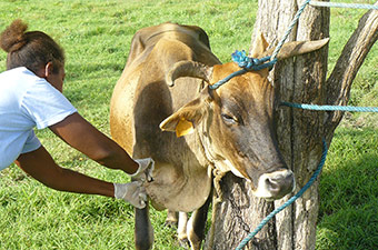 Tick removal on a creole cow in Guadeloupe © Cirad