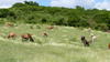 Heard of mix breed bovines in Guadeloupe savana © J. Pradel, Cirad