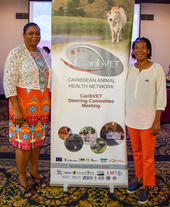 dr.-kathian-hackshaw-left-cvo-of-saint-vincent-the-grenadines-and-dr.-tracy-challenger-right-cvo-of-saint-kitts-and-nevis-at-the-13th-steering-committee-meeting-of-caribvet-c-p.-hammami-cirad-caribvet_articleimage.jpg