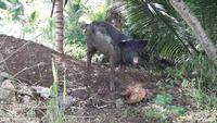 Creole pig, Guadeloupe (J. Pradel, Cirad/CaribVET)